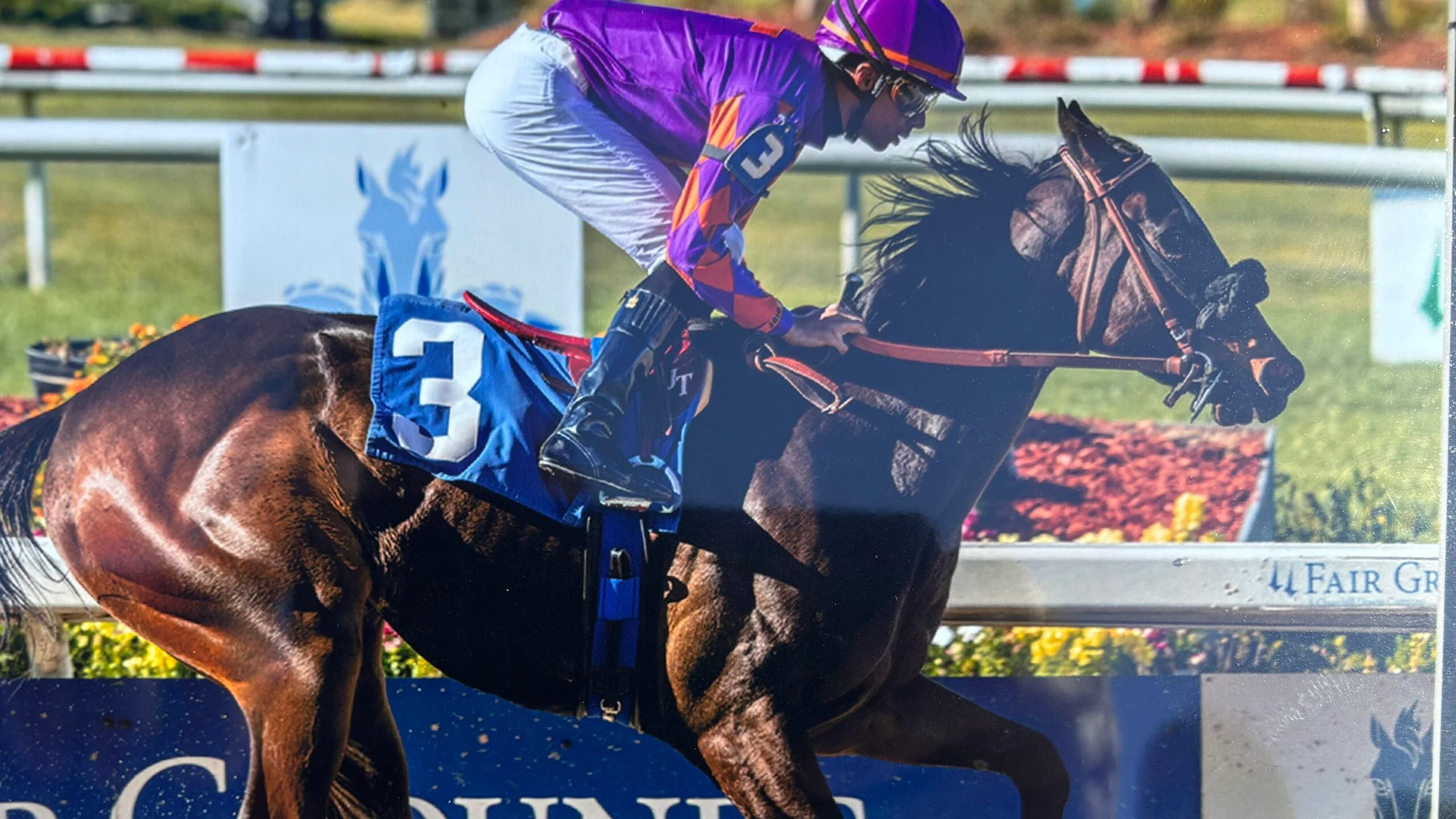 Racehorse shadow roll in action &ndash; Diamond Country wearing a shadow roll during her win at the Fair Grounds in New Orleans.