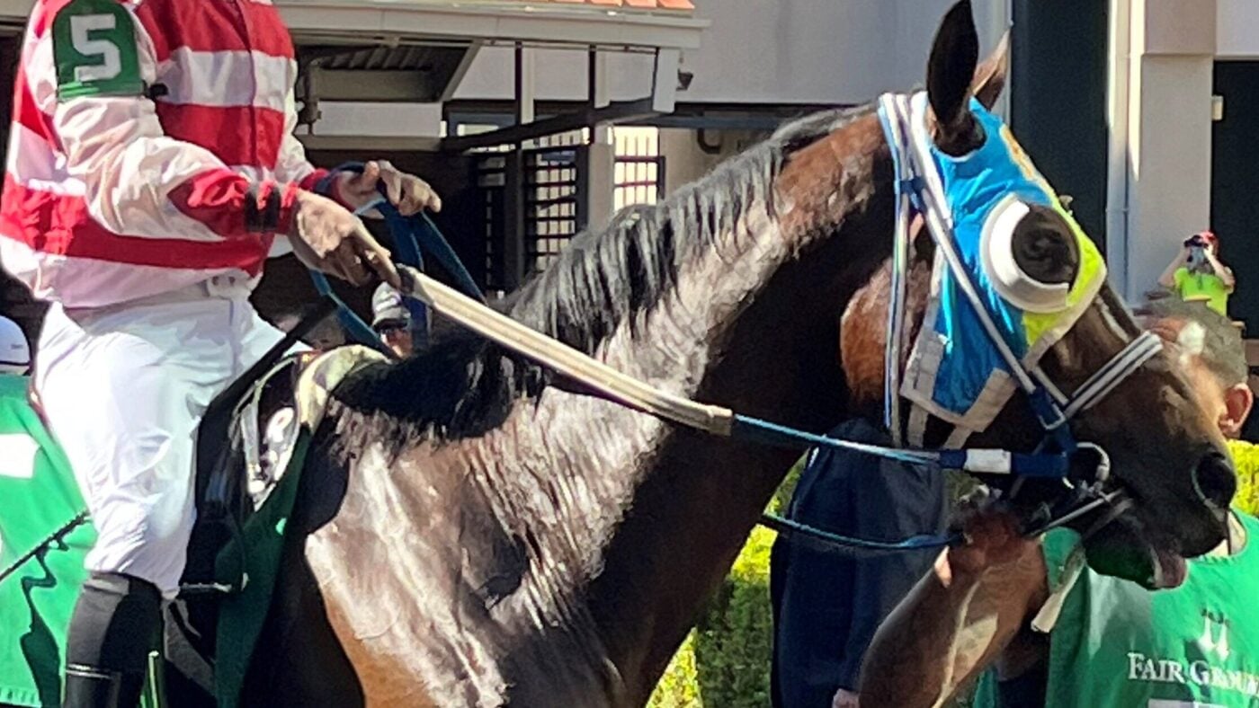 Close up of Miles Henry's horse wearing French-cup blinkers, designed to restrict minimal peripheral vision.