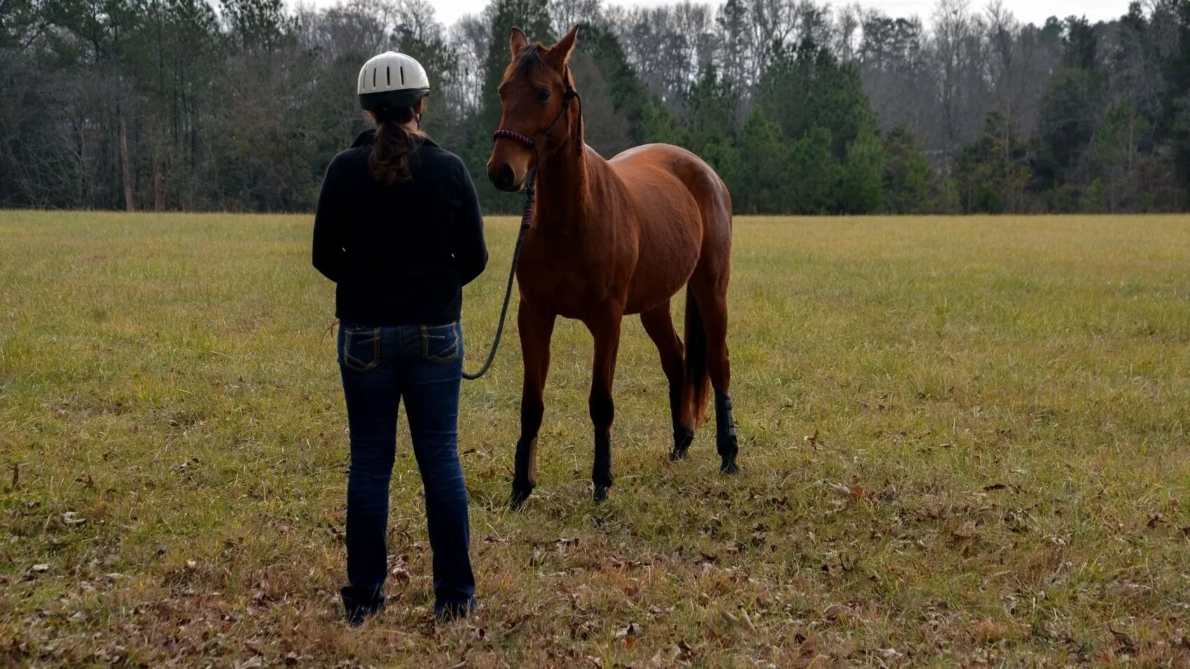 How Much Does It Cost to Raise a Horse: From Foal to Full Grown Yearling horse participating in groundwork training.