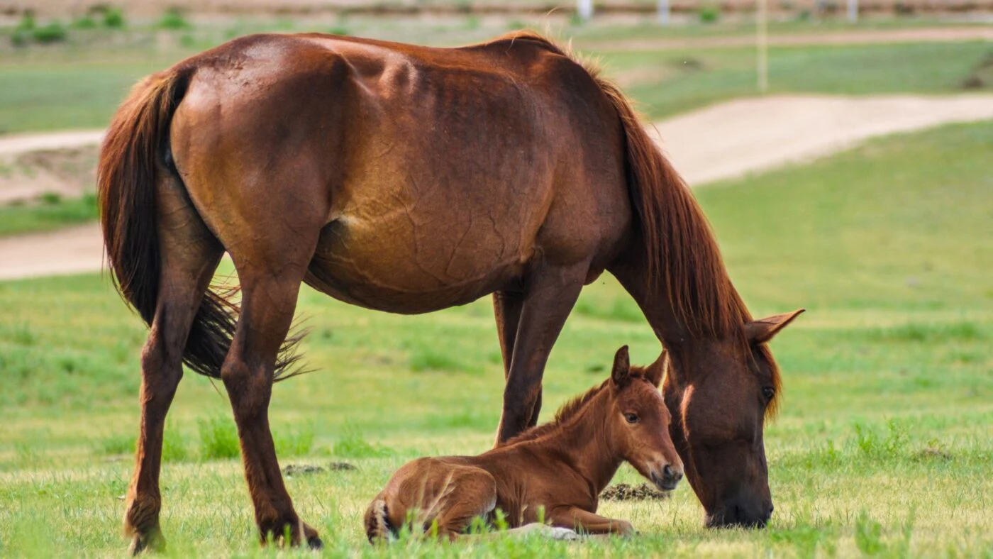 How Much Does It Cost to Raise a Horse: From Foal to Full Grown Mare grazing in a pasture with her foal — an early stage in the cost to raise a horse.