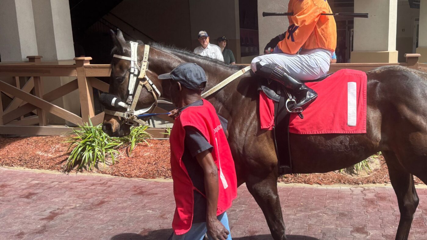 My racehorse wearing a shadow roll leaving the paddock for a race&mdash; the fleece band across the nose blocks downward vision to prevent shying at shadows and ground-level distractions