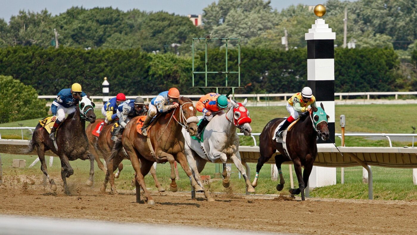 Thoroughbred racehorses wearing a shadow roll during a race