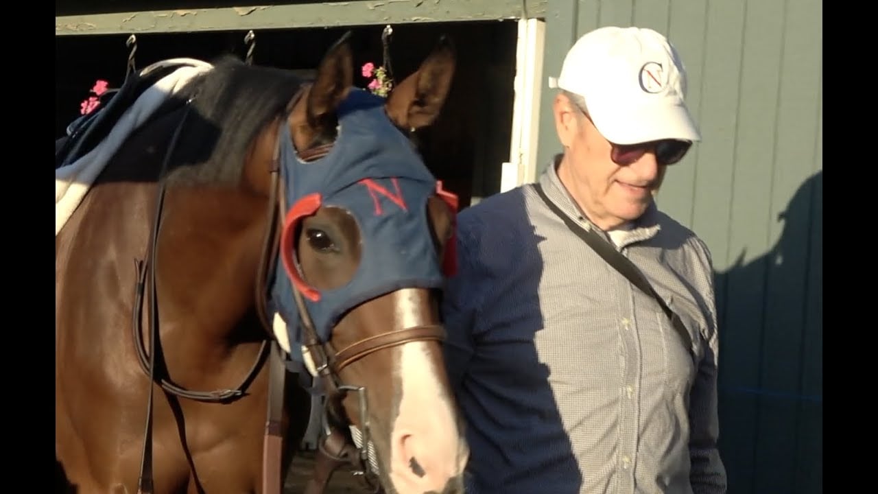 Close up of a racehorse with earplugs, they are difficult to see. 