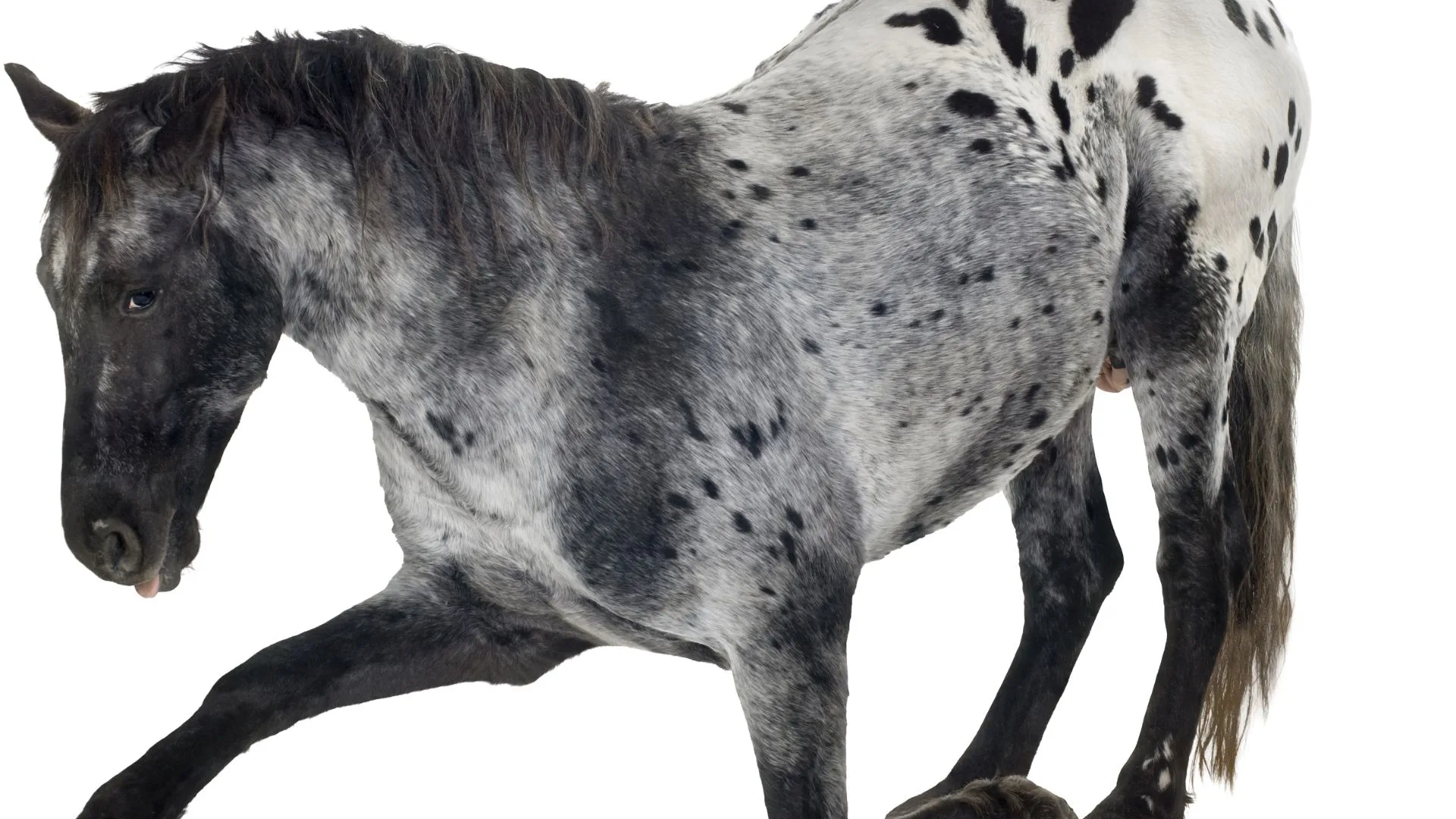 Appaloosa horse with a frost pattern.