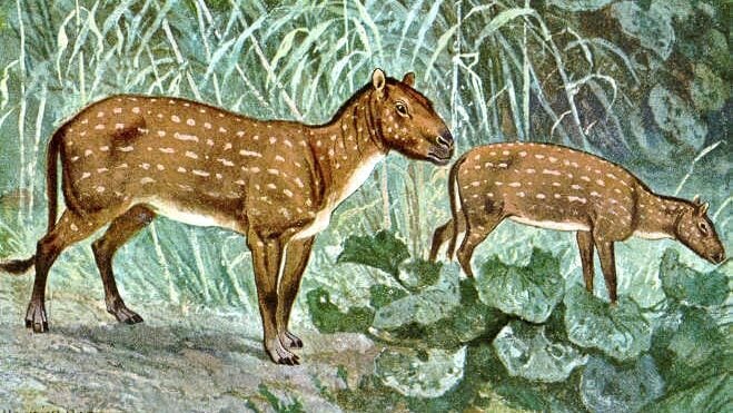The History of Horses in North America Painting of Eohippus