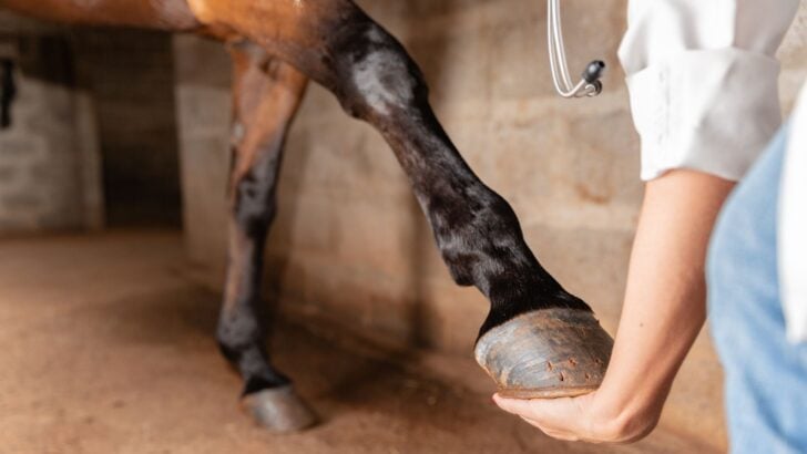 Using NSAIDs for Horses with Arthritis: A Complete Safety Guide