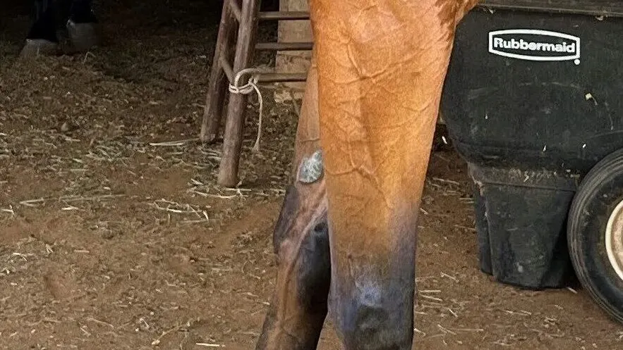 Close up of a chestnut on the leg of a quarter horse. 