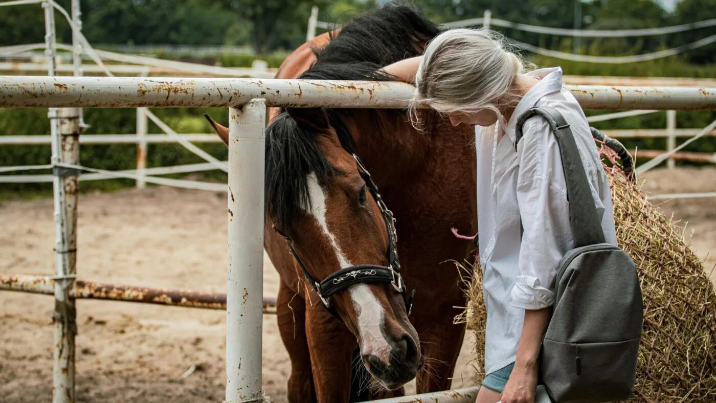 Senior horse with worn teeth quidding hay; signs of dental problems in aging horses.
