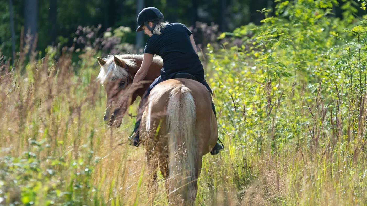 riding senior horse, gentle exercise for older horses