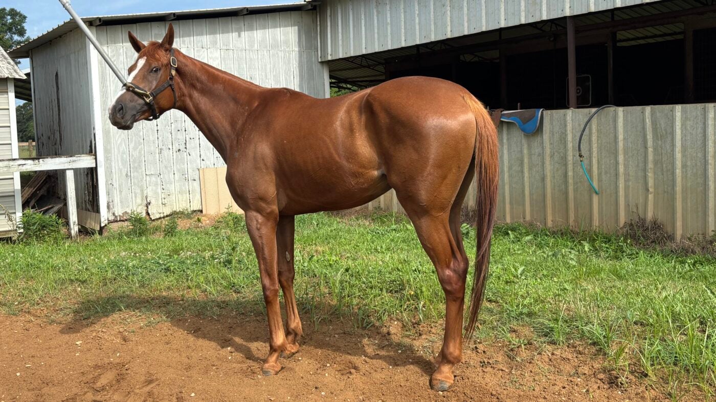A racehorse exercising on a walking wheel