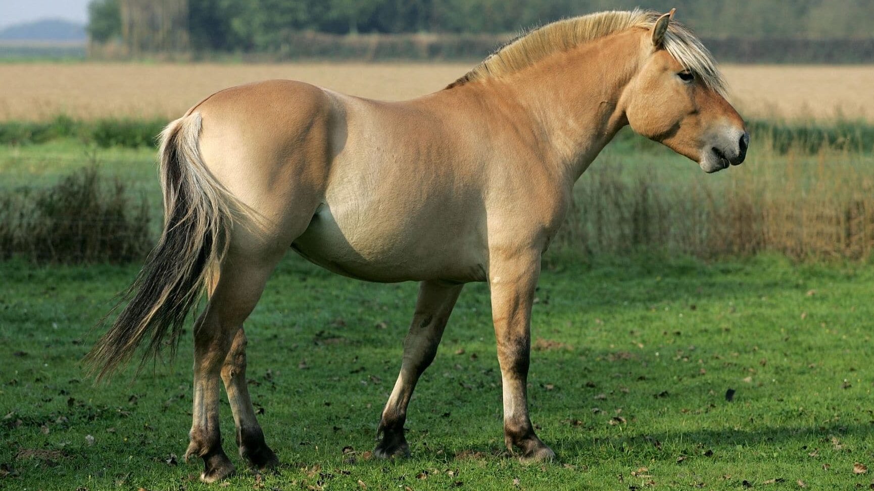 The Fjord Horse: A Comprehensive Guide to Norway's Beloved Breed Fjord horses have a standard coat color.