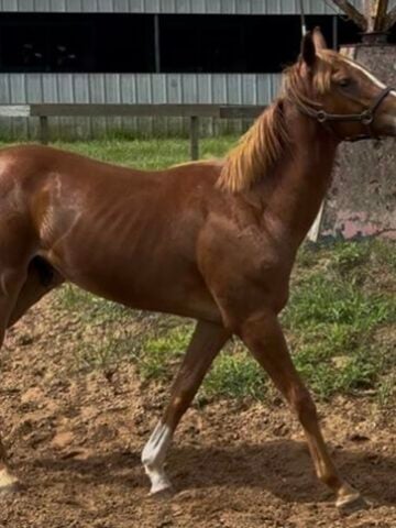 Goldencents yearling I bought a Fasig Tipton auction.