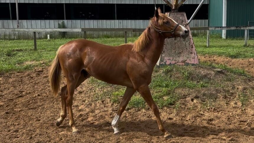 Horse Racing Sense Goldencents yearling I bought a Fasig Tipton auction.