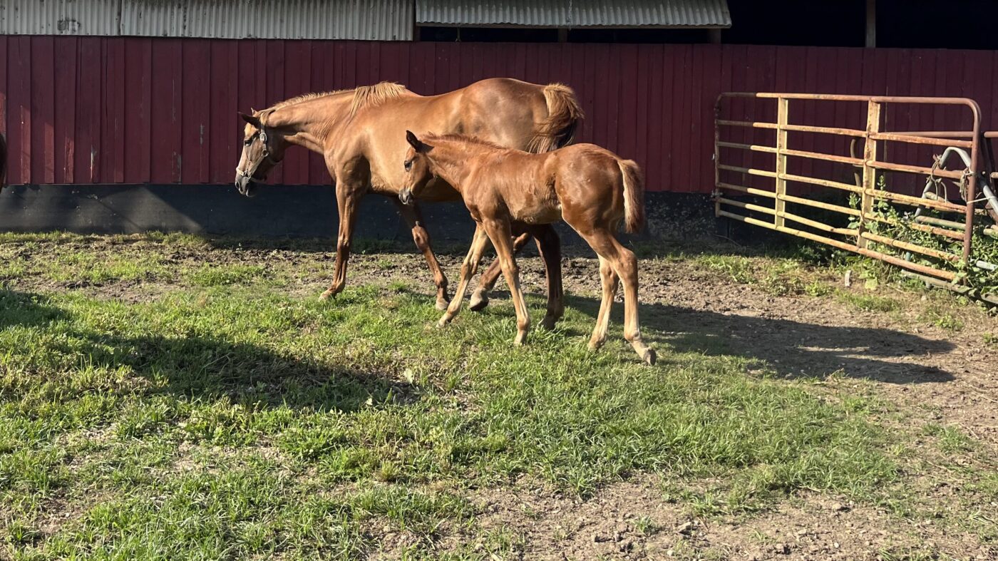Thoroughbred foal and broodmare in a paddock. 