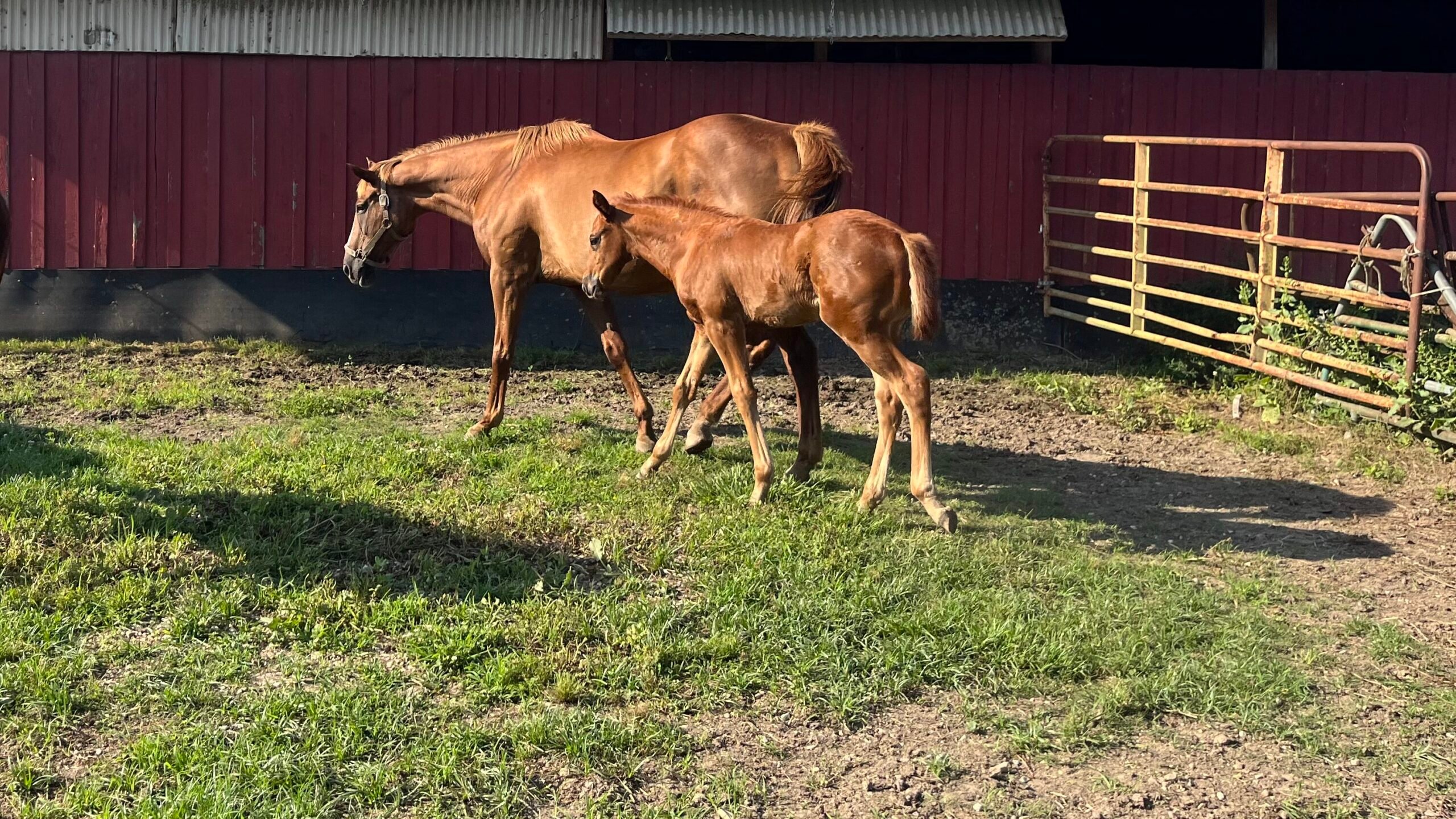Thoroughbred foal and mare with January 1 racehorse birthday.
