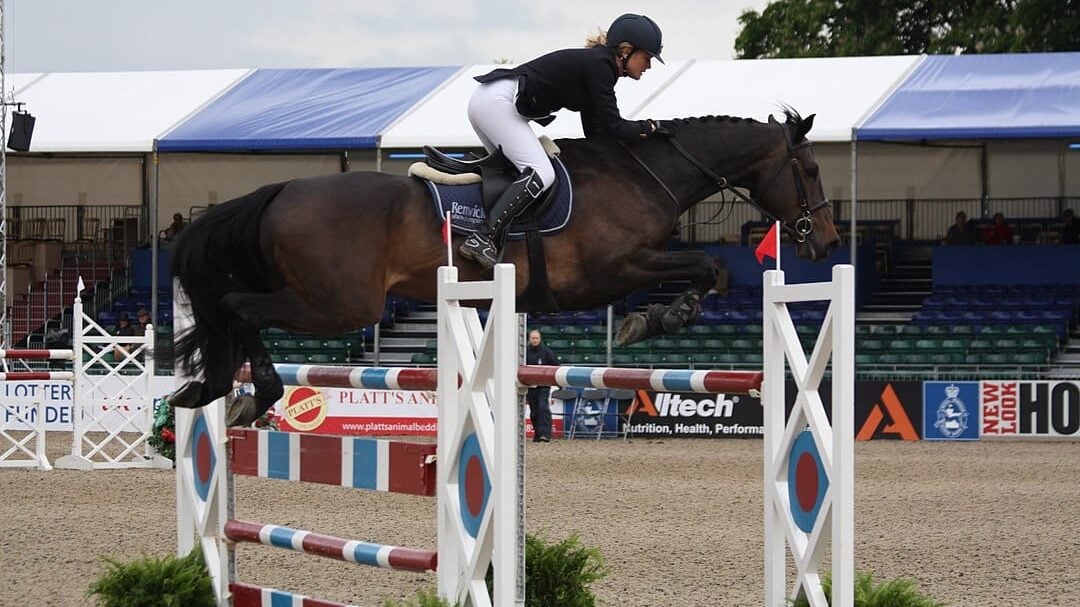 Irish Sport Horse clearing a blue and white jump obstacle, demonstrating optimal color contrast for equine dichromatic vision