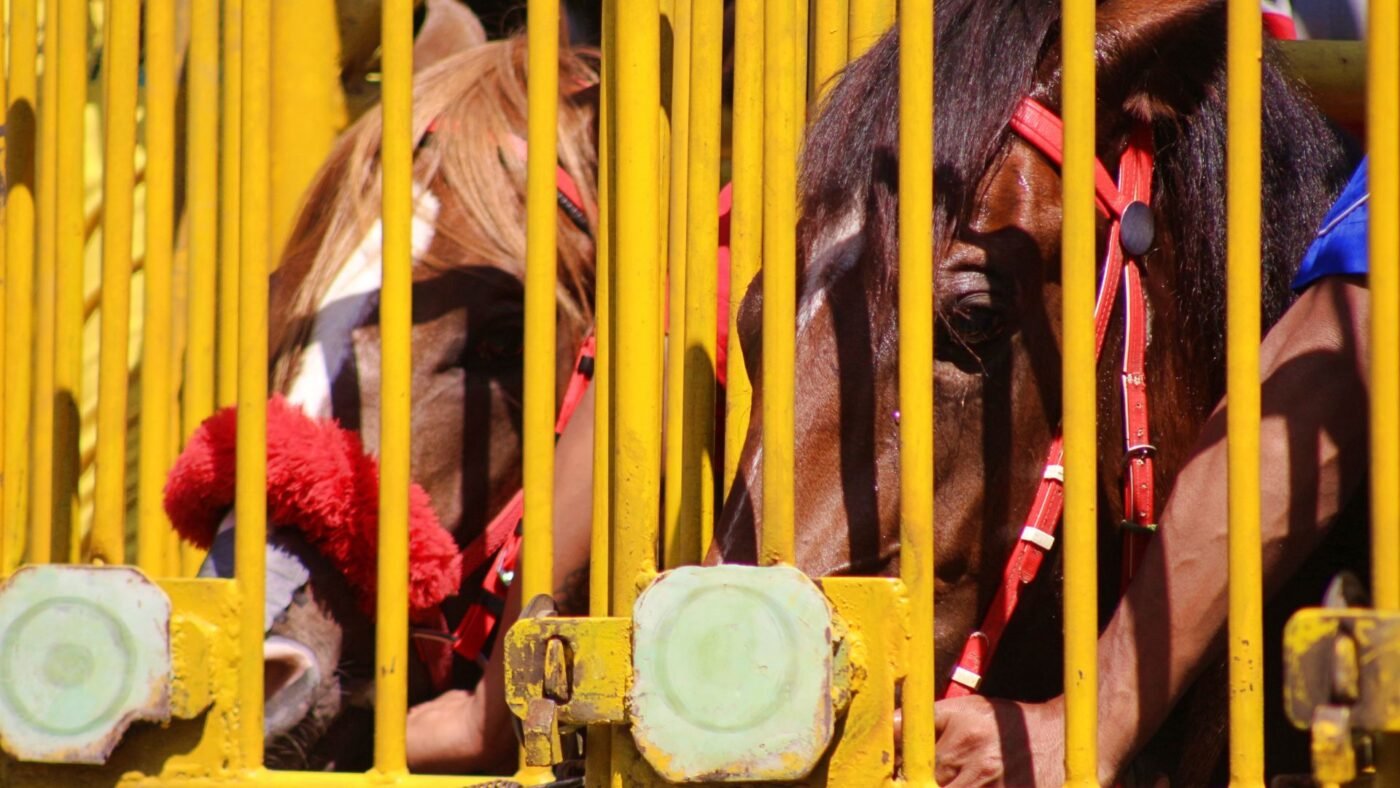 Horse Racing Sense Thoroughbred racehorse with pricked ears and focused expression at the starting gate Caption: