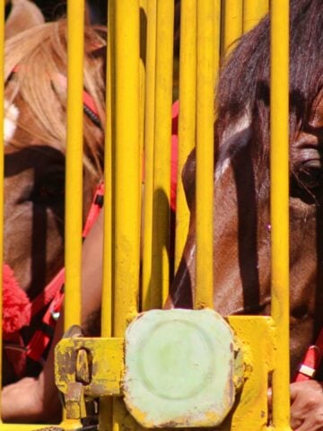 Thoroughbred racehorse with pricked ears and focused expression at the starting gate Caption: