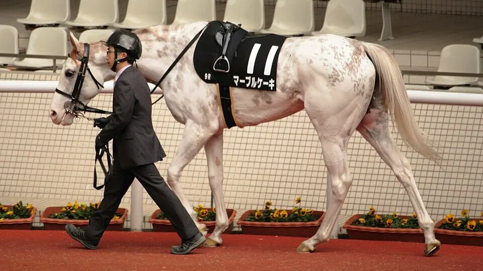 Marble Cake (Racehorse of Japan. Dominant white horse).