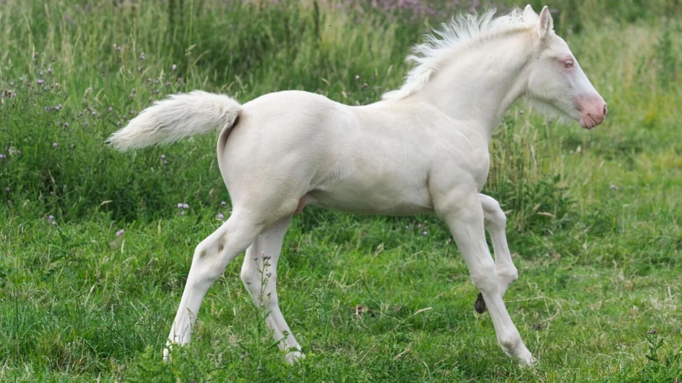 True white foal with pink skin at birth