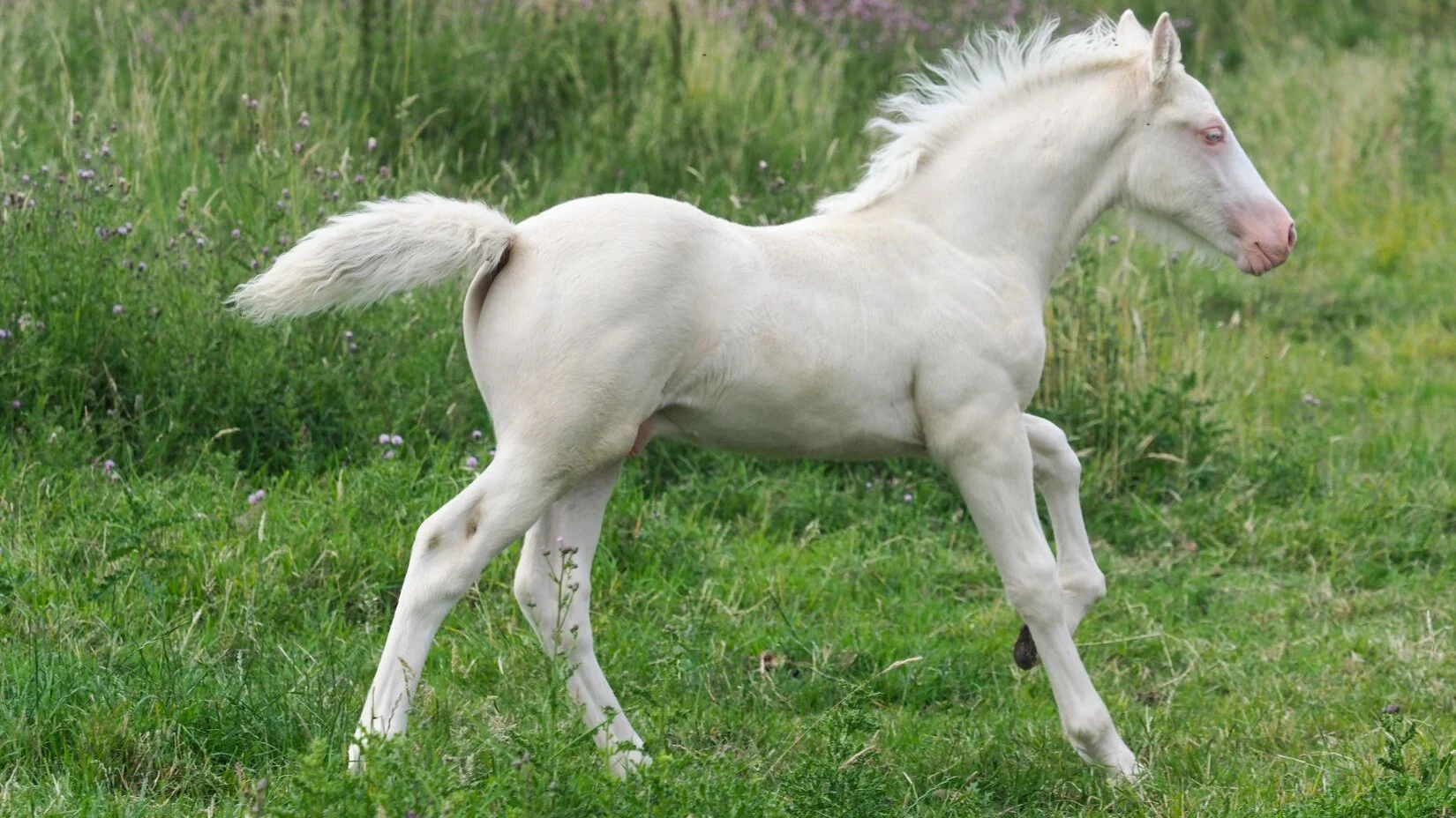 True white foal with pink skin and blue eyes.