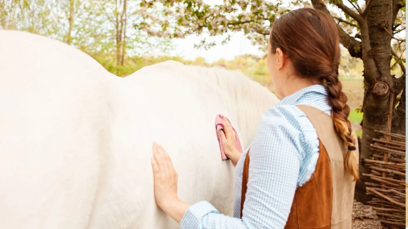 Person using a curry brush to groom their white horse.