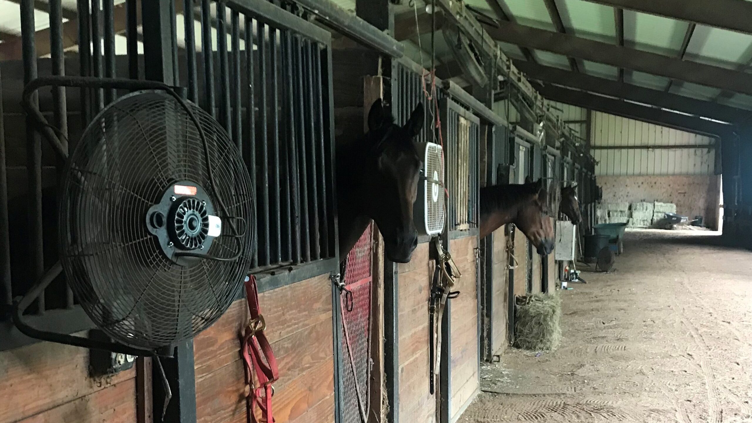 Strategically positioned barn fan supplementing natural ventilation for horse air quality