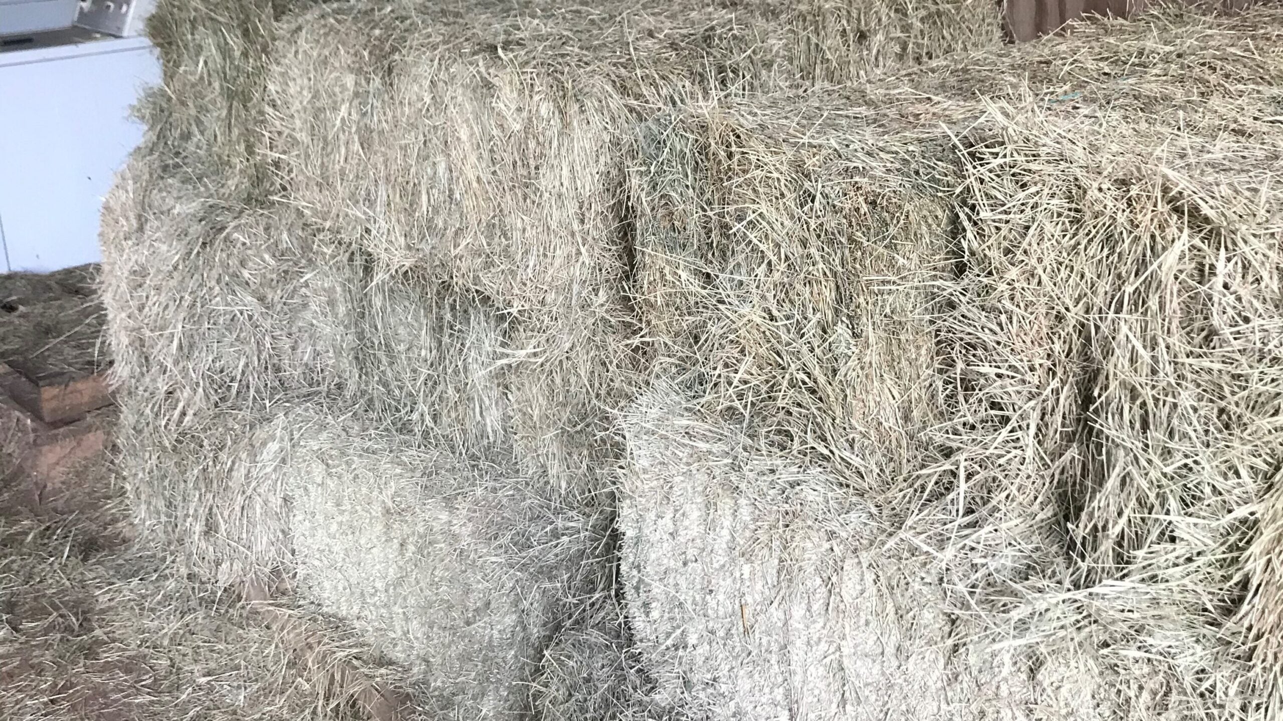 Hay bales stored in separate shed away from horse stalls to improve barn air quality