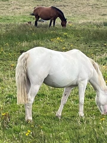 Picture of white Thoroughbred broodmare in a pasture.