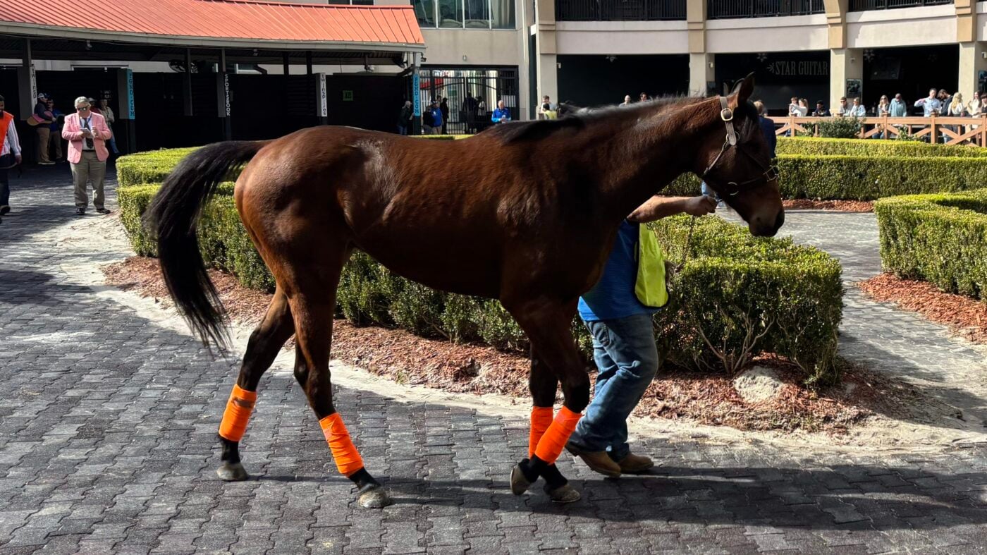 Three-year-old Thoroughbred wearing leg wraps while walking in the paddock before her first race.