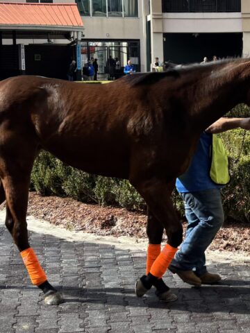 Three-year-old Thoroughbred wearing leg wraps while walking in the paddock before her first race.