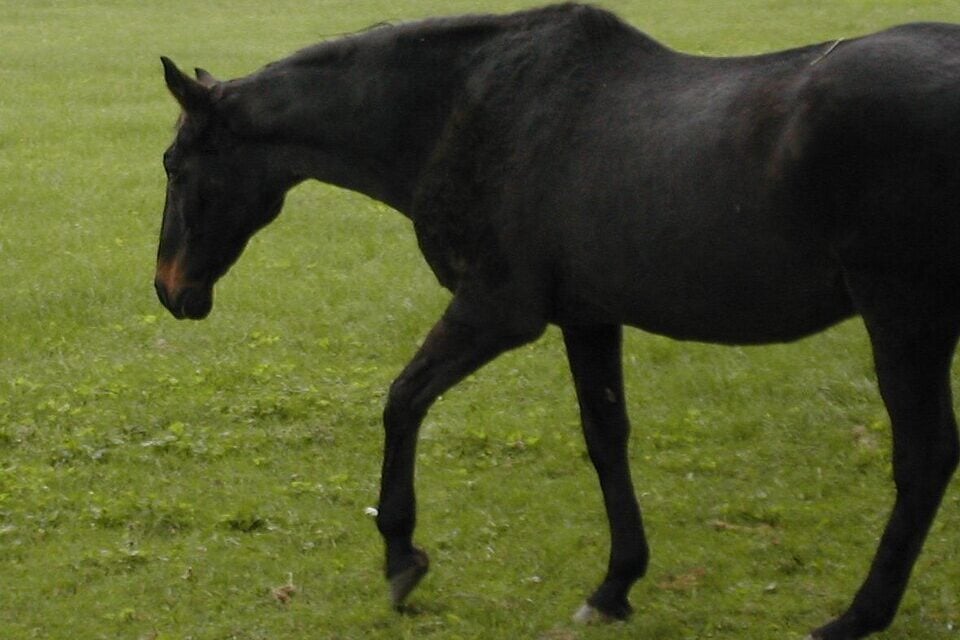 A close-up shot of the champion Thoroughbred racehorse John Henry relaxing in a pasture after his racing career ended.