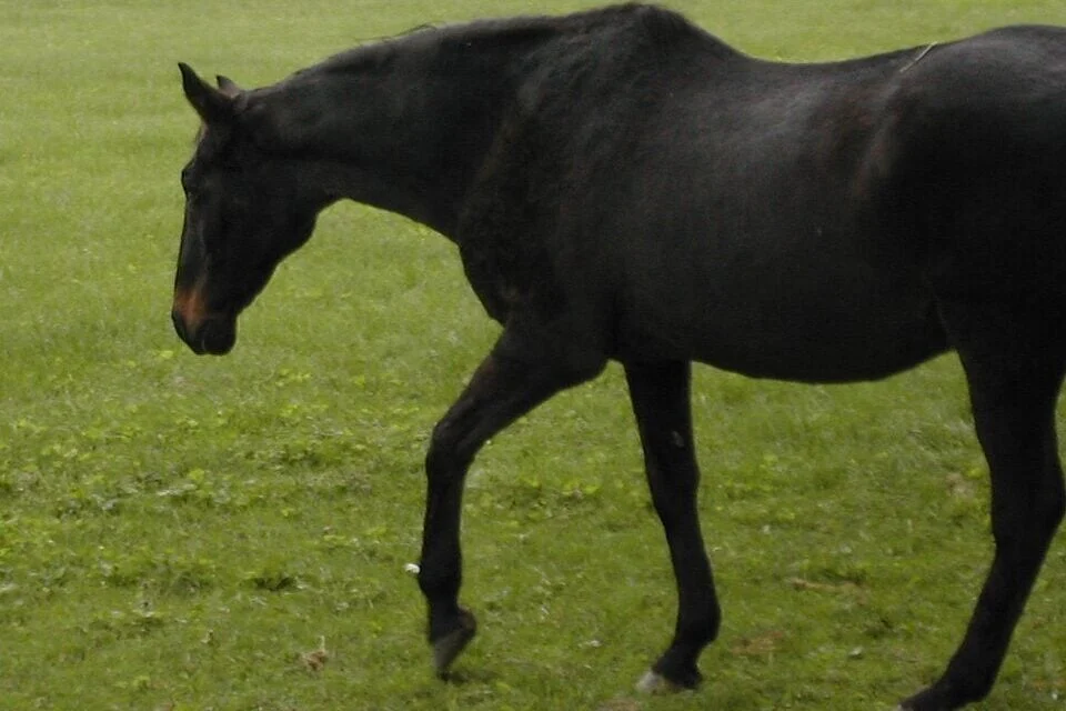 A close-up shot of the champion Thoroughbred racehorse John Henry relaxing in a pasture after his racing career ended.