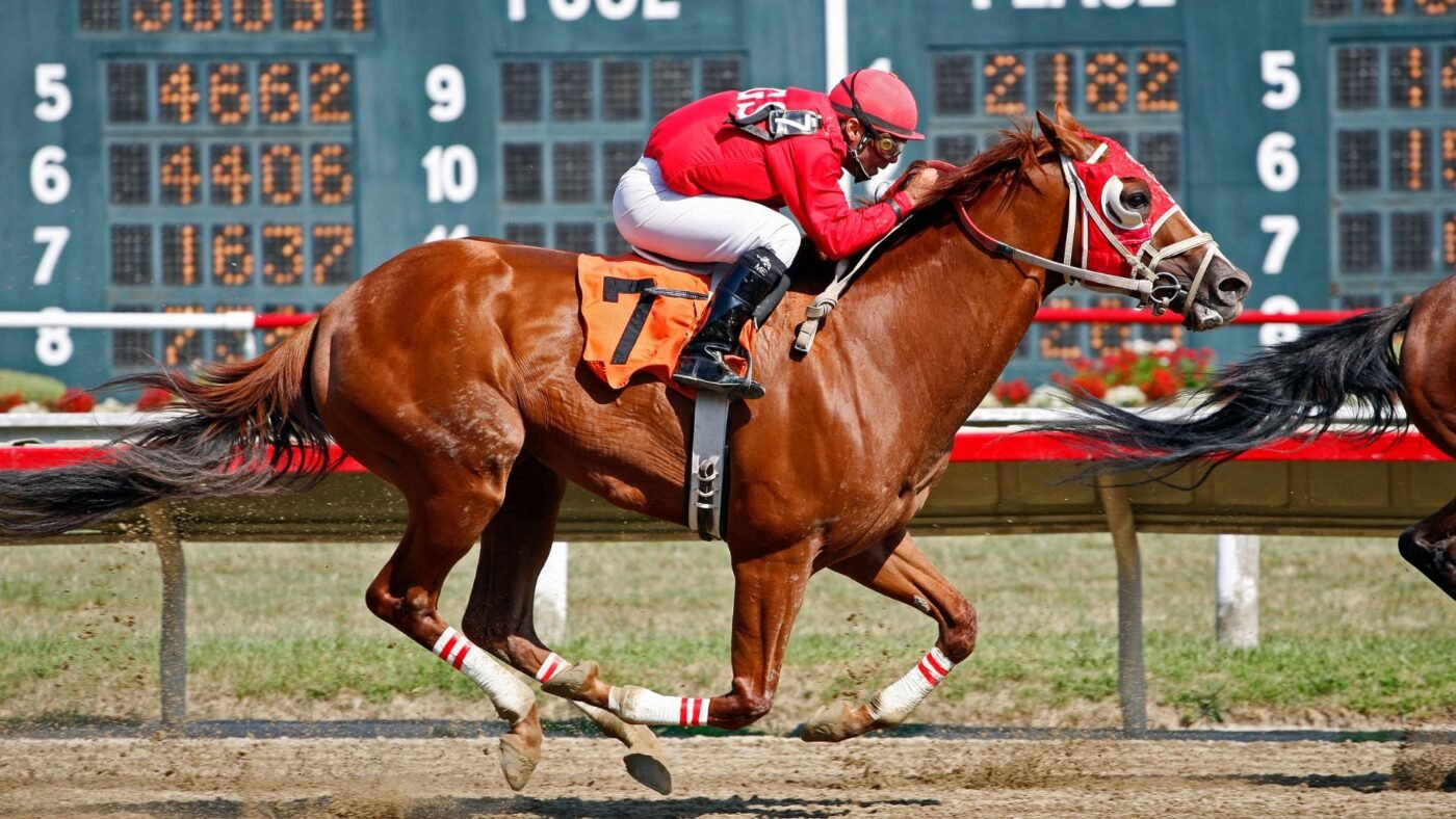 A jockey on a Thoroughbred racehorse galloping down a dirt track. This image captures the intensity and athleticism of a horse's racing career.