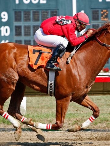 A jockey on a Thoroughbred racehorse galloping down a dirt track. This image captures the intensity and athleticism of a horse's racing career.