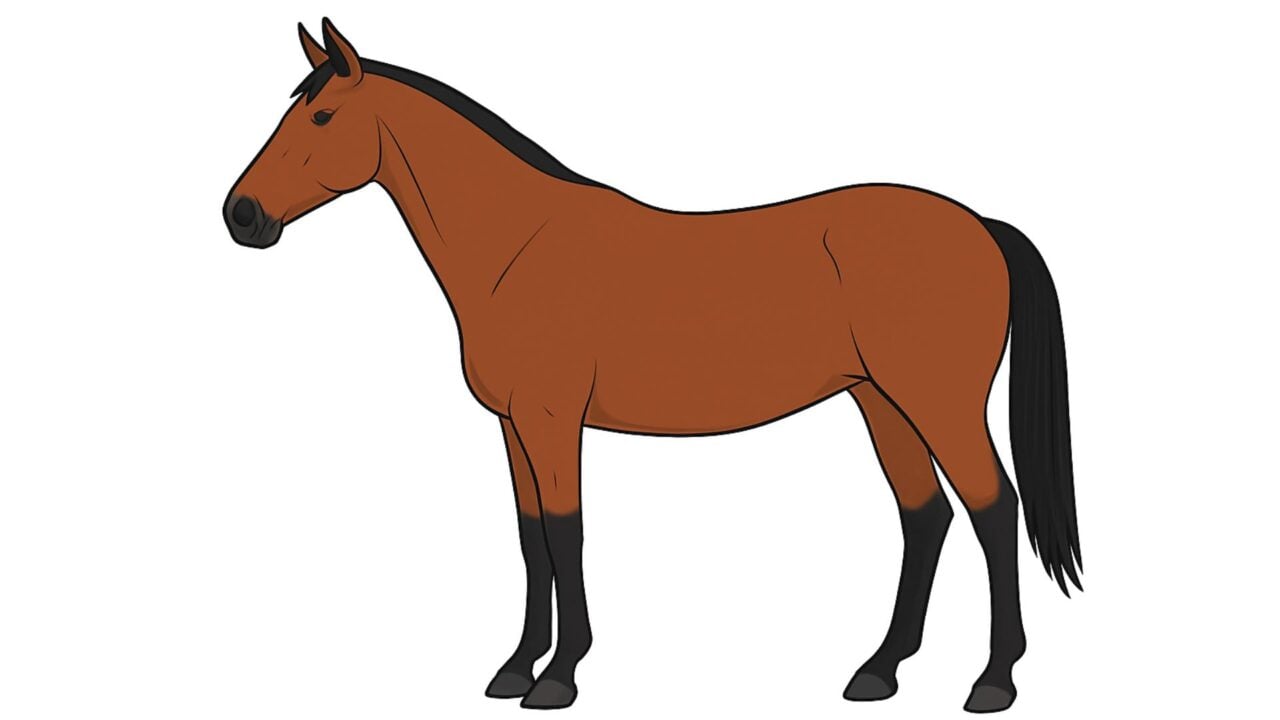 bay horse diagram for quiz.