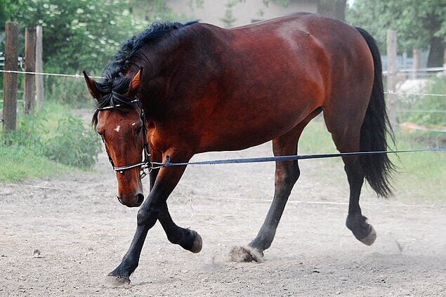 Blood bay mare with deep red coat in sunlight