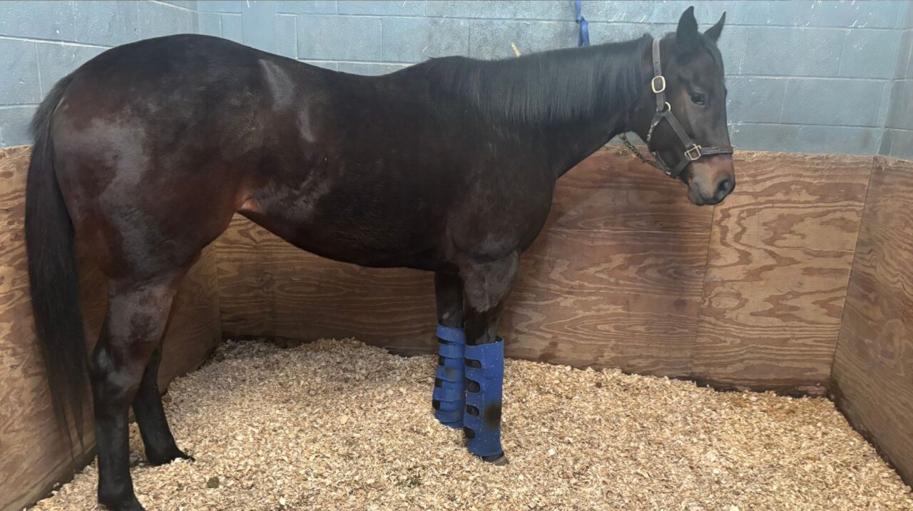 Horse Cribbing: What It Is, Why It Happens, & How To Manage It