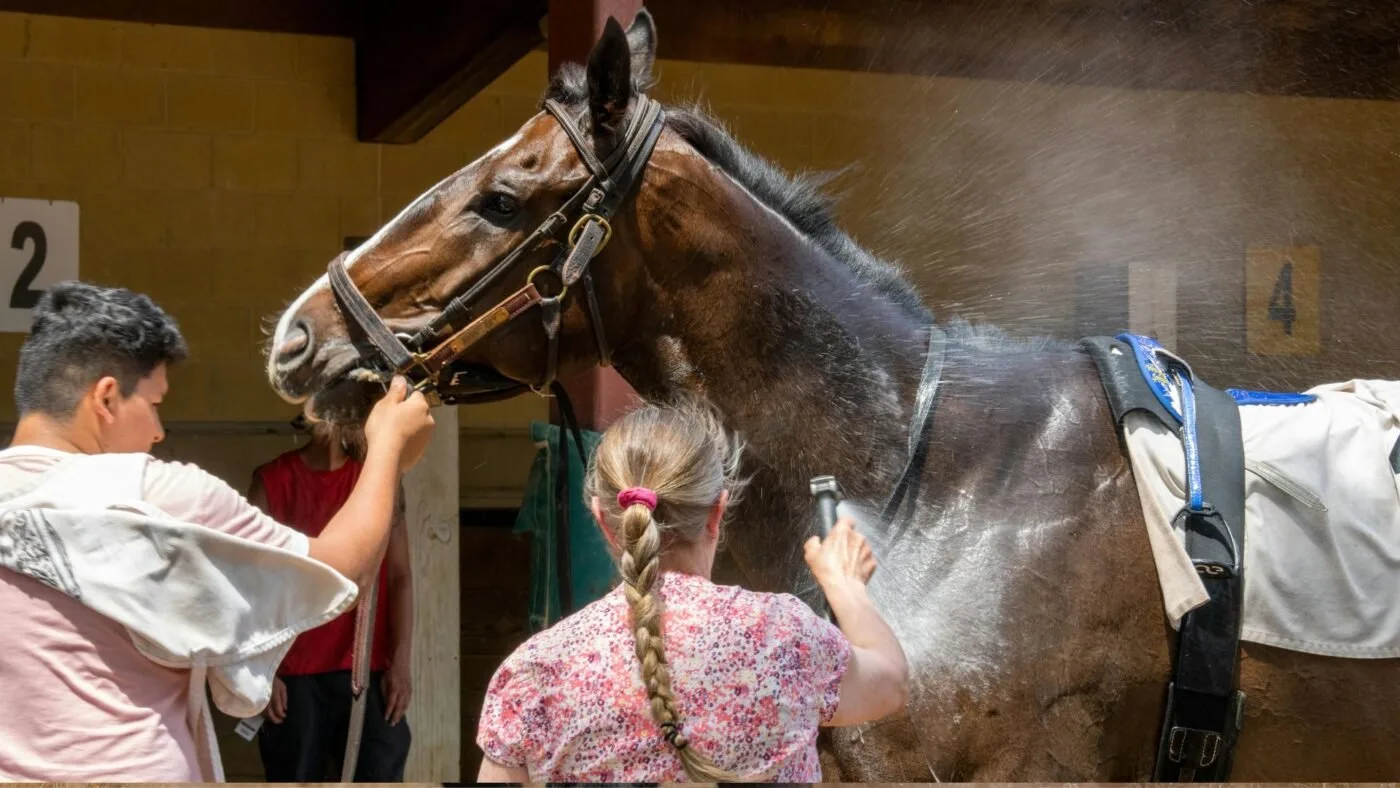 Treating horsefly bite with cool water rinse — first-hour protocol