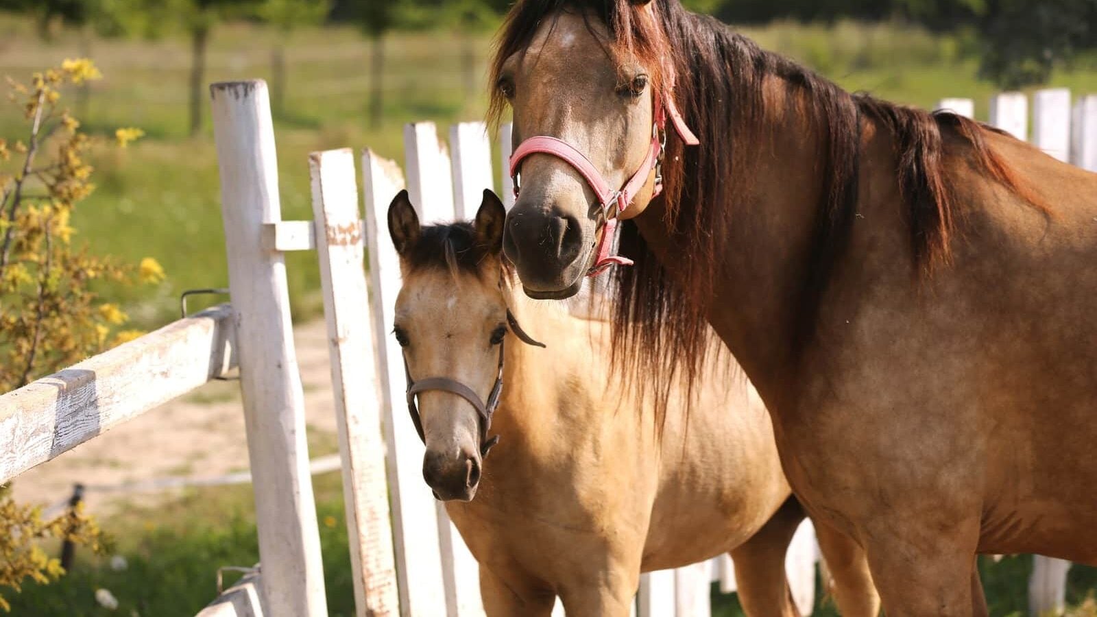 Light bay Morgan foal with golden coat and black points