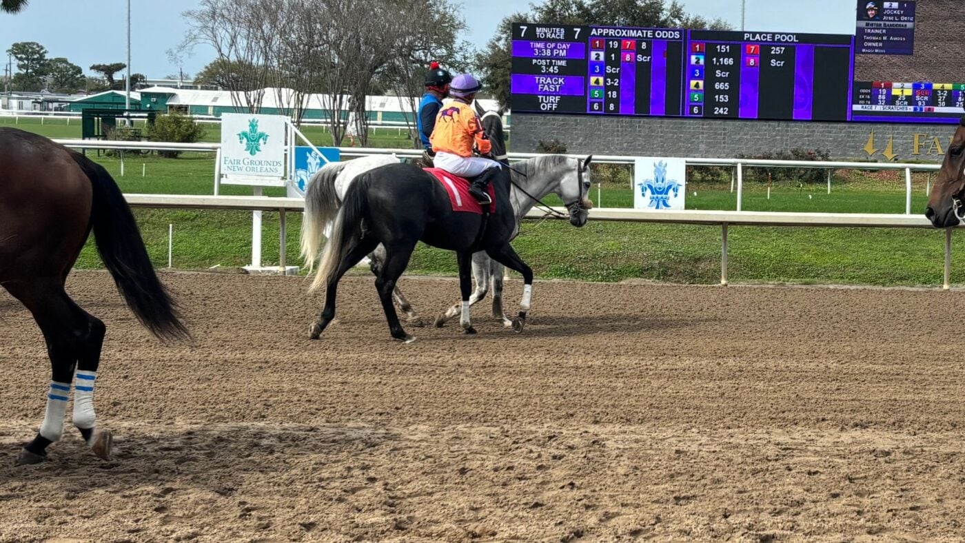 Miles Henry's horse being led to the starting gates at the Fair Grounds in New Orleans.