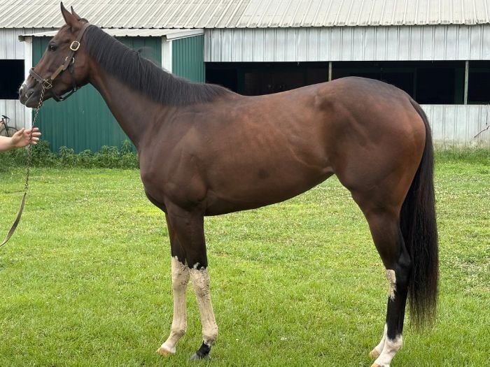 My most recent claim Seamus's girl. She won in her second start for me. 