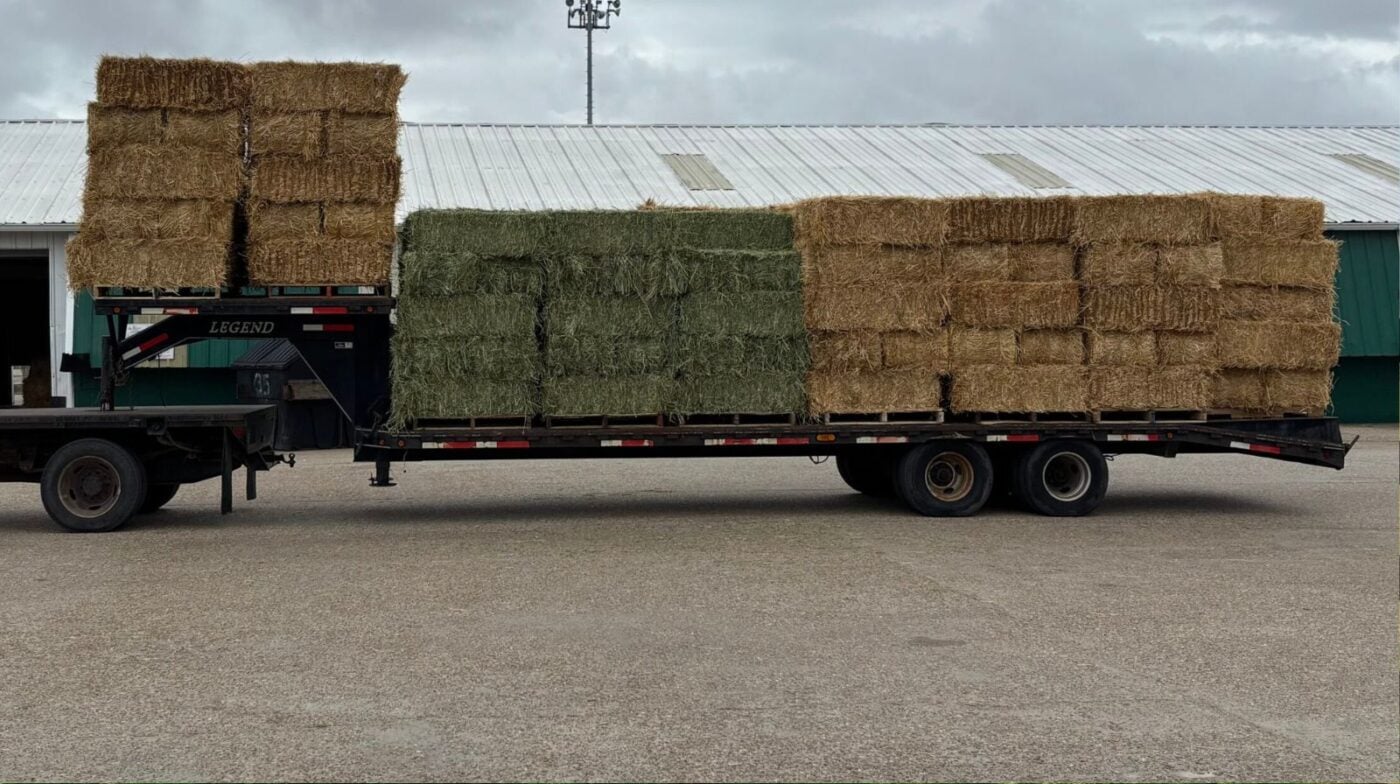 Large trailer load of horse hay, important to have plenty for horses kept in stalls. 