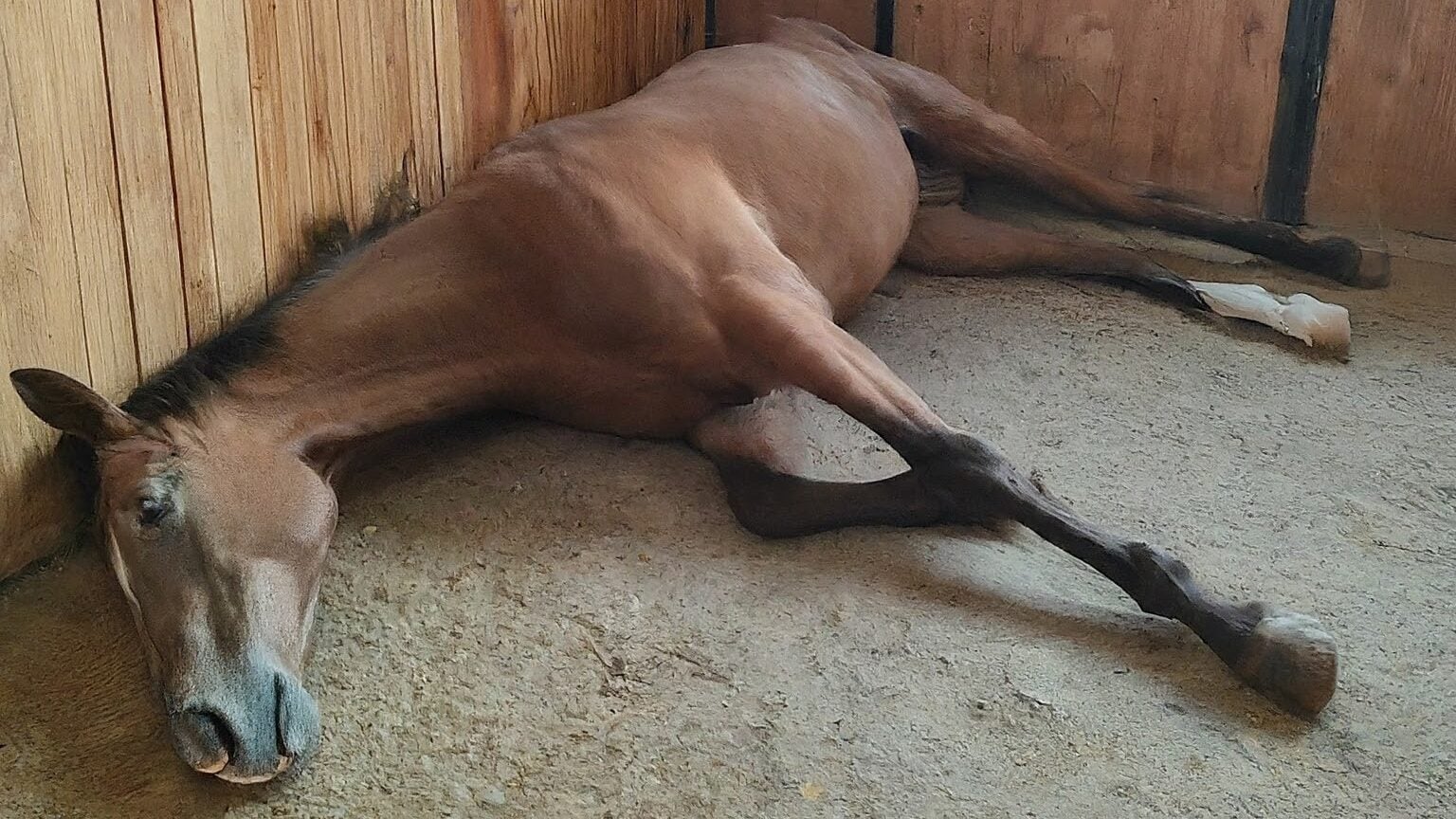 A horse lying down in a stall, showing signs of colic. 