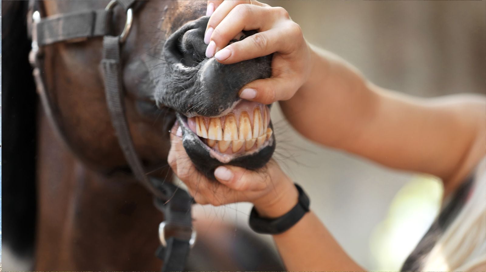 Equine veterinarian performing a detailed dental check during the physical part of the Pre-Purchase Exam Cost assessment.