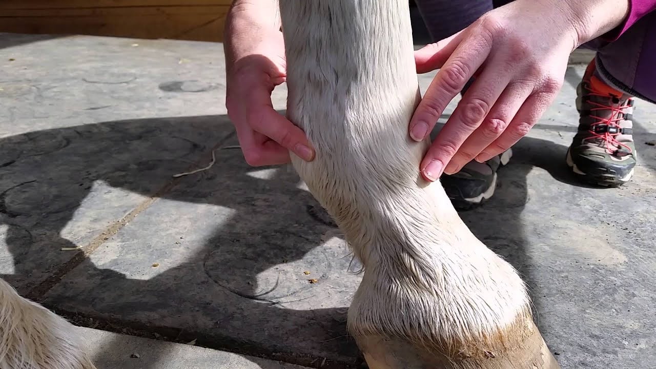 Horse owner checking digital pulse at fetlock to detect hoof inflammation