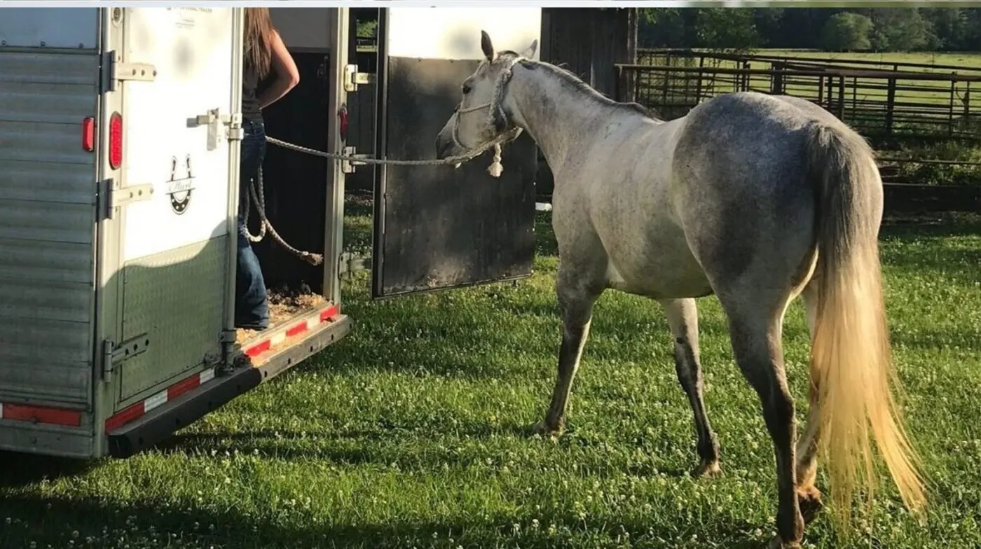 Horse being loaded onto a trailer for emergency vet care, highlighting the variable annual cost to own a horse.