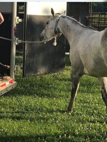 Horse being loaded onto a trailer for emergency vet care, highlighting the variable annual cost to own a horse.