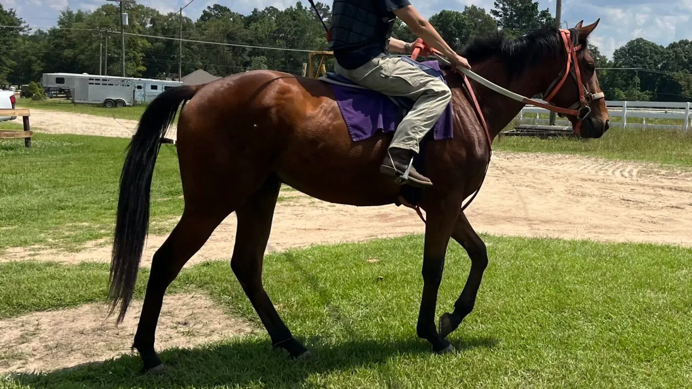 Two-year-old heading to the training track at the Folsom Louisiana training center.