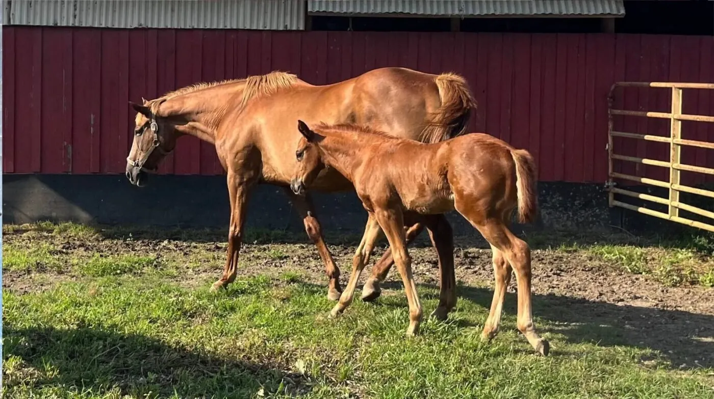 thoroughbred broodmare foal